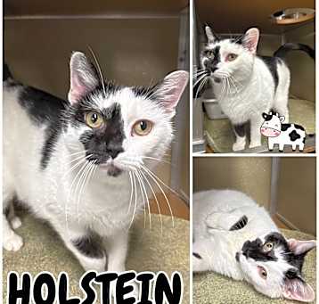 Photo of Holstein