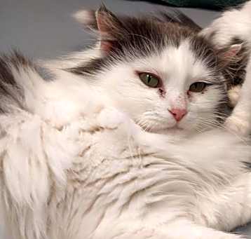 Photo of Snowflake