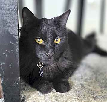 Photo of Binx