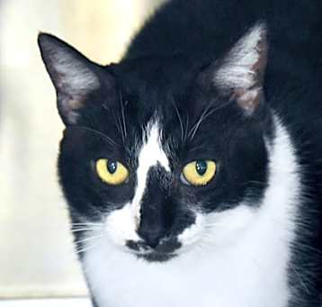 Photo of Pansy
