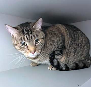 Photo of Mojo