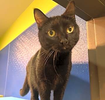 Photo of Shadow