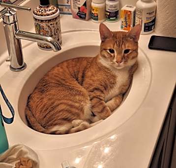 Photo of Ollie