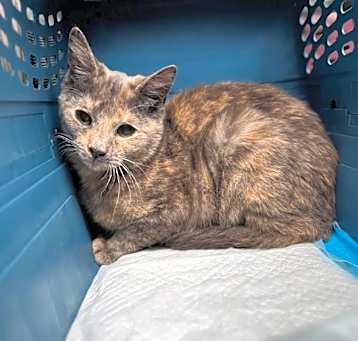 Photo of Saffron