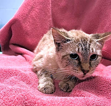 Photo of Dolly 1 of 2
