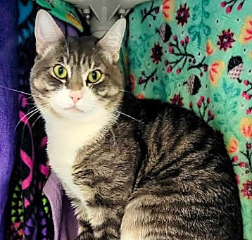 Photo of Meeko