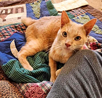 Photo of Pippen