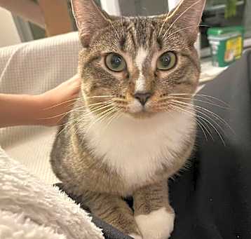 Photo of Lily