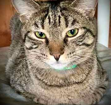 Photo of Zeeria
