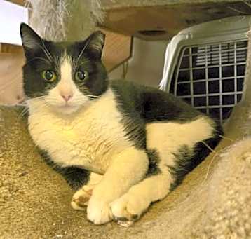 Photo of Tosha