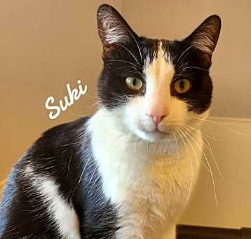 Photo of Suki