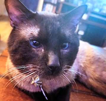 Photo of Goose
