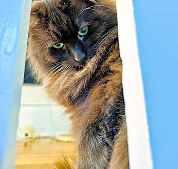 Photo of GIRLFRIEND & TACO - Offered by Owner - Bonded