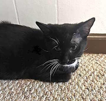 Photo of Whiskey