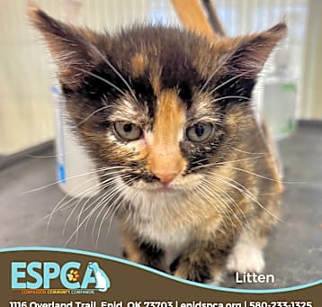 Photo of Litten
