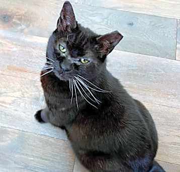 Photo of Simba Girl (Courtesy Post)