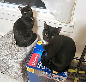 Photo of Binx and Blaire