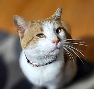 Photo of Orangesicle