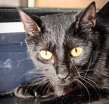 Photo of Pantera