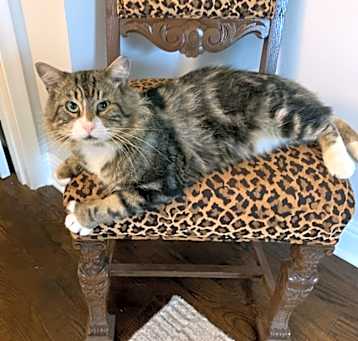 Photo of Riley 6334