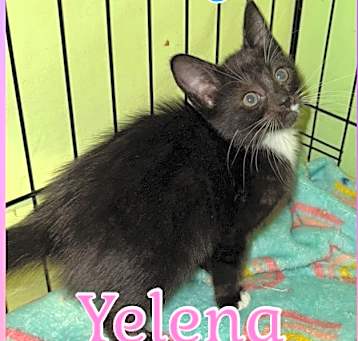 Photo of Yelena