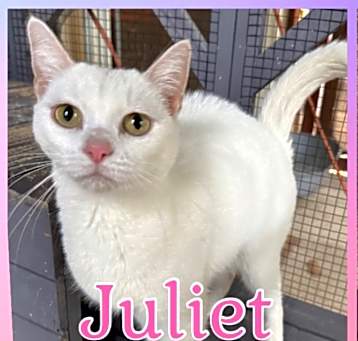 Photo of Juliet