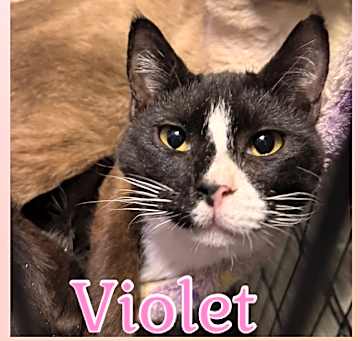 Photo of Violet