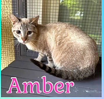 Photo of Amber