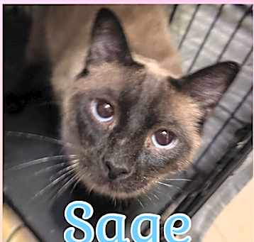 Photo of Sage