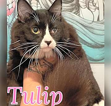 Photo of Tulip