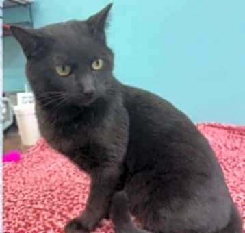 Photo of Scooter