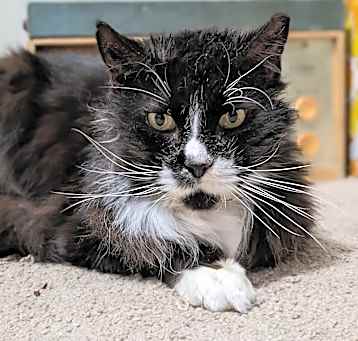 Photo of Sylvester
