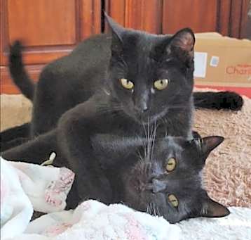 Photo of BlackBerry & BlackCherry