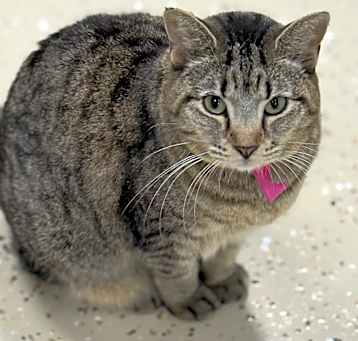 Photo of Smokey