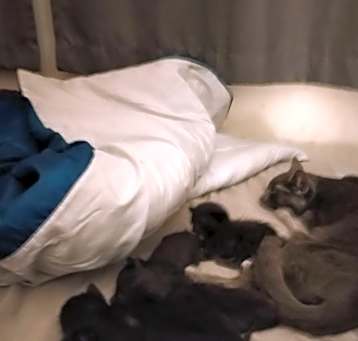 Photo of Kitten's