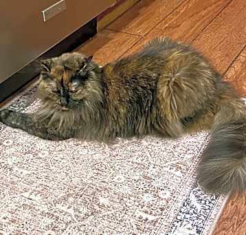 Photo of Kitten