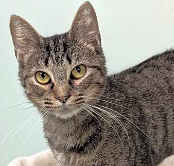 Photo of Periwinkle