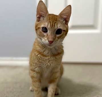 Photo of Nugget