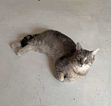 Photo of Tito