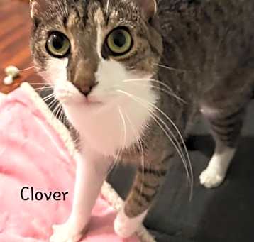 Photo of Clover