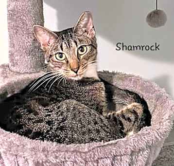 Photo of Shamrock