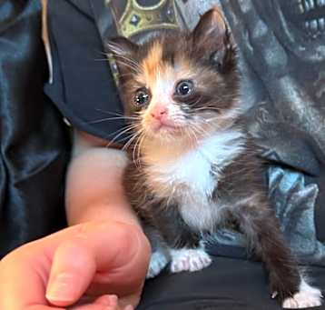 Photo of Cleo