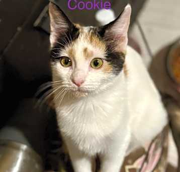 Photo of Cookie