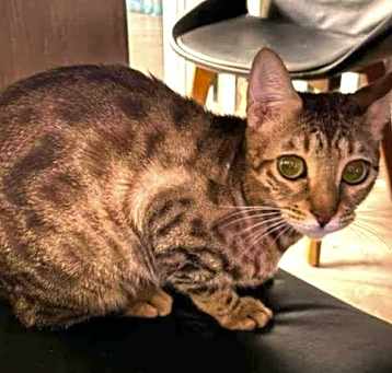 Photo of Gertrude (Trudy)