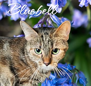 Photo of Bluebell