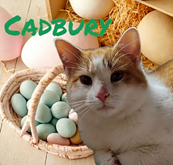 Photo of Cadbury