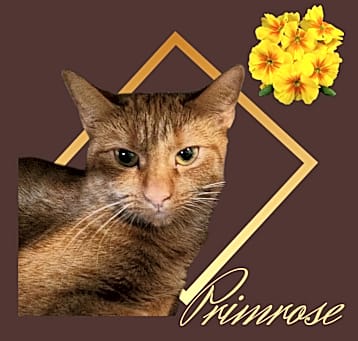 Photo of Primrose