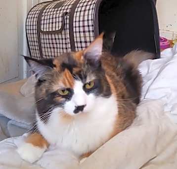 Photo of Suki