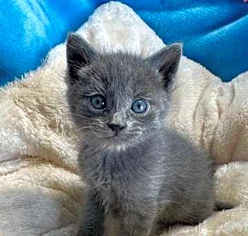 Photo of Pogo
