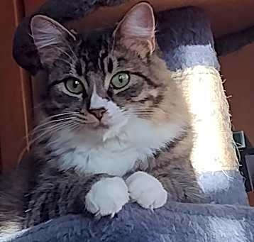 Photo of Misty